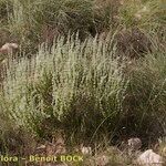 Sideritis leucantha Hàbitat