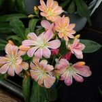 Lewisia cotyledon फूल