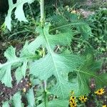 Lactuca floridana 葉