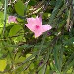 Ruellia simplexFleur