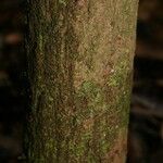 Cordia sprucei Bark