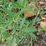 Crotalaria pumila Folha