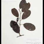 Orthomene hirsuta Fruitua