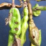 Diphysa americana ᱡᱚ
