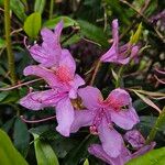 Rhododendron ponticum Кветка