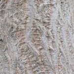 Acer cappadocicum বাকল