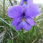 Viola calcarata फूल