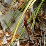 Brassavola cucullata Meyve