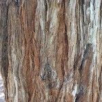 Sequoia sempervirens Bark