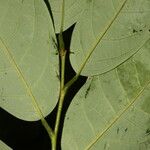 Annona amazonica Leaf