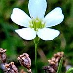 Gypsophila muralis 花