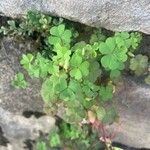 Oxalis fontana Leaf