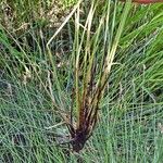 Eleocharis multicaulis अन्य