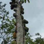 Theobroma cacao Fruit