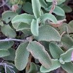 Cistus parviflorus Feuille