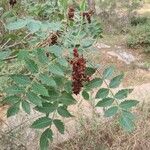 Rhus coriariaFolha