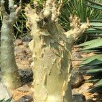 Cyphostemma currorii Vivejo