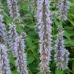 Agastache foeniculum موطن