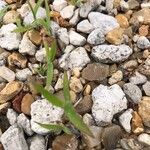 Digitaria sanguinalisBlad