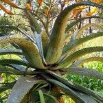 Aloe marlothii Vivejo