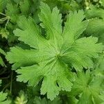 Geranium ibericum List