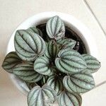 Peperomia albovittata Hostoa