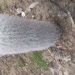 Cleistocactus strausii Frunză