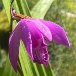 Bletilla striata 花