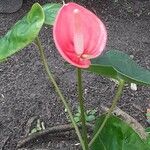 Anthurium scherzerianum花