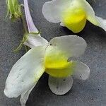 Linaria maroccana Flower