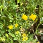 Medicago minimaफूल