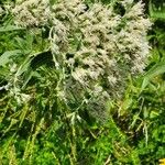 Eupatorium altissimum Flower