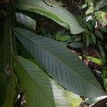 Couratari guianensis 葉