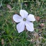 Nicotiana longiflora Кветка