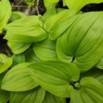 Maianthemum bifolium Лист