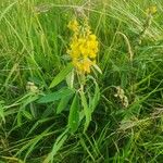 Crotalaria pycnostachya Habit