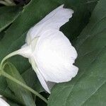Philadelphus coronarius Flower
