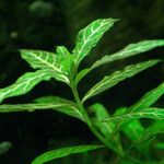 Hygrophila polysperma 葉