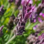 Lavandula stoechas Blüte