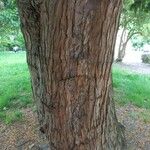Taxus baccata Corteza