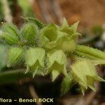 Nonea echioides Fruto