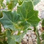 Solanum echegarayi Leaf