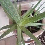 Aloe officinalisList