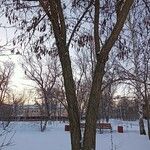 Robinia pseudoacacia Habitus