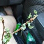 Ribes montigenum Azala