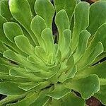 Lewisia cotyledon Hábito