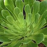 Lewisia cotyledon Характер