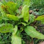 Rumex × acutus Leaf