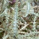 Carduus carlinoides Blatt