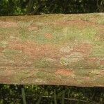 Chaetocarpus schomburgkianus Corteza